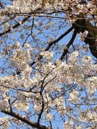 Ueno Onshi Park Cherry Blossoms- Tokyo's Blossom Epicenter