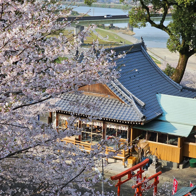藻巖山·高地櫻花秘境