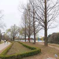 Ilsan Lake Park – A City Retreat in Full Bloom