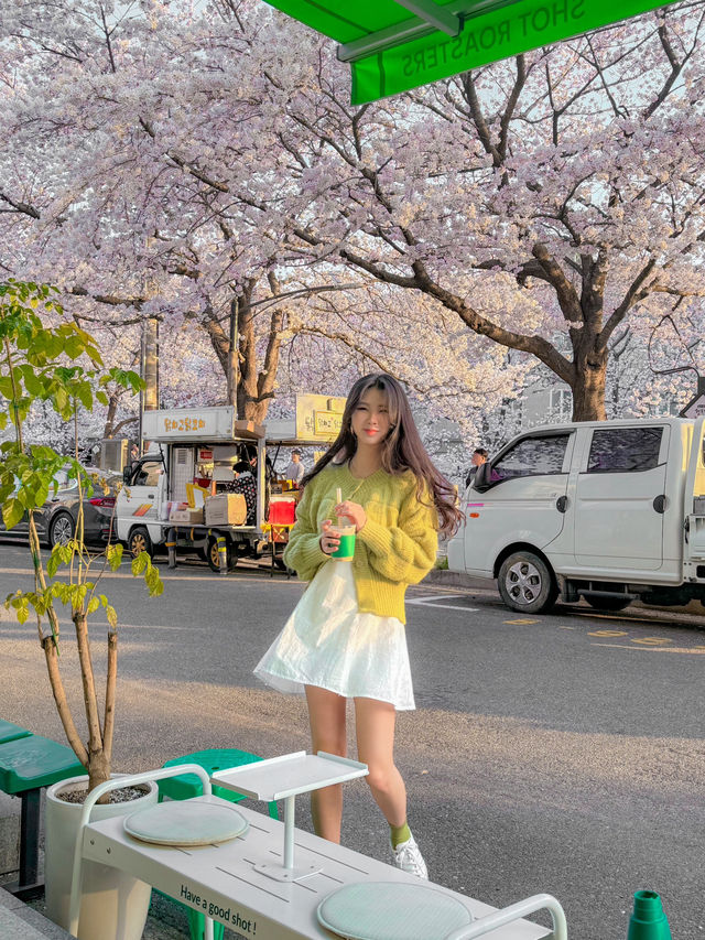 벚꽃이 한가득 보이는 벚꽃길 바로 옆 카페, 샷로스터스