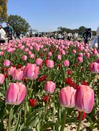 【福岡】桜とネモフィラのコラボが見れる貴重な時期🌸