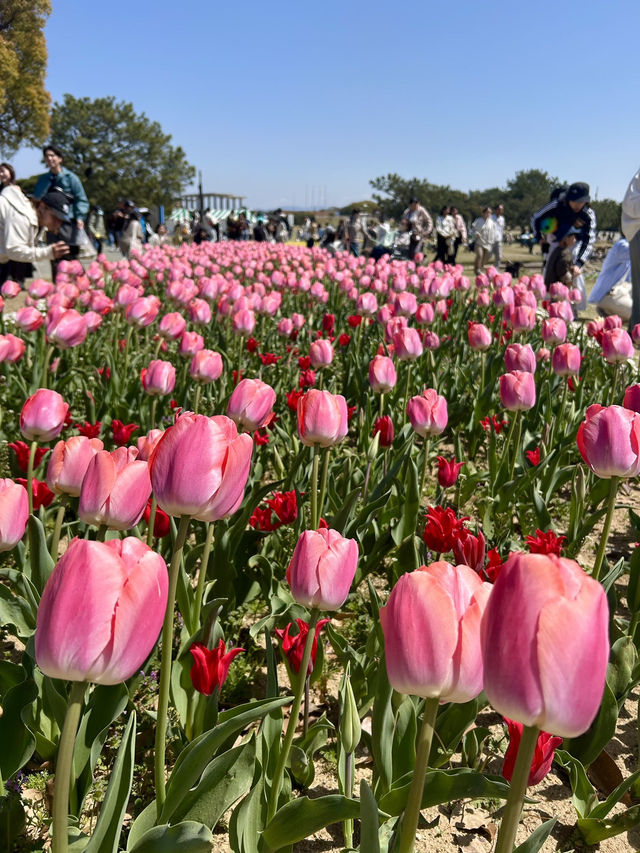 【福岡】桜とネモフィラのコラボが見れる貴重な時期🌸