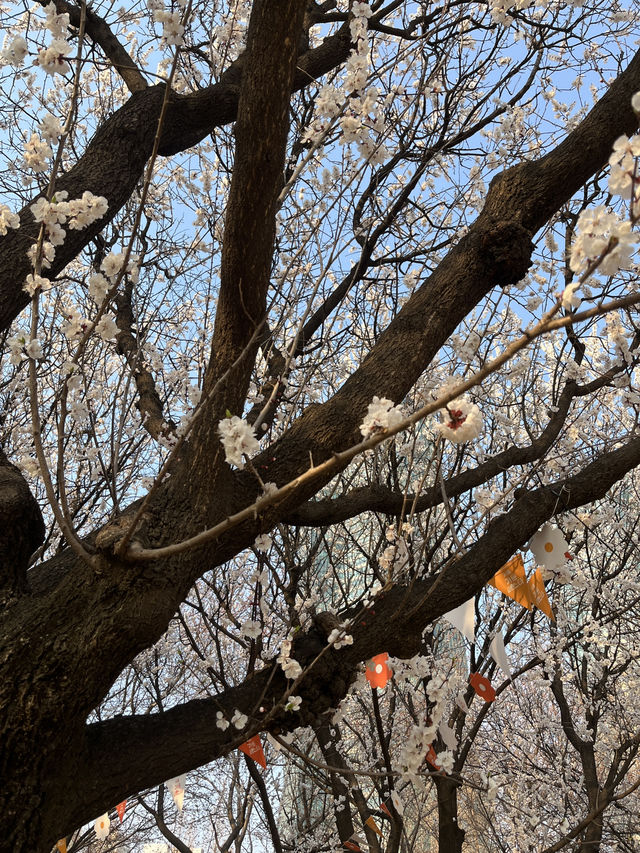 📍韓國首爾｜首爾林櫻花 🌸
