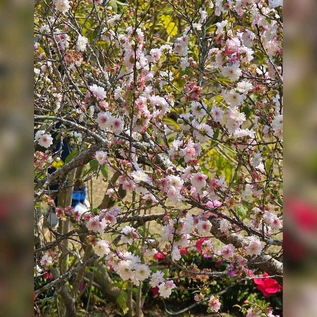 🌸香港秘密花園🌸