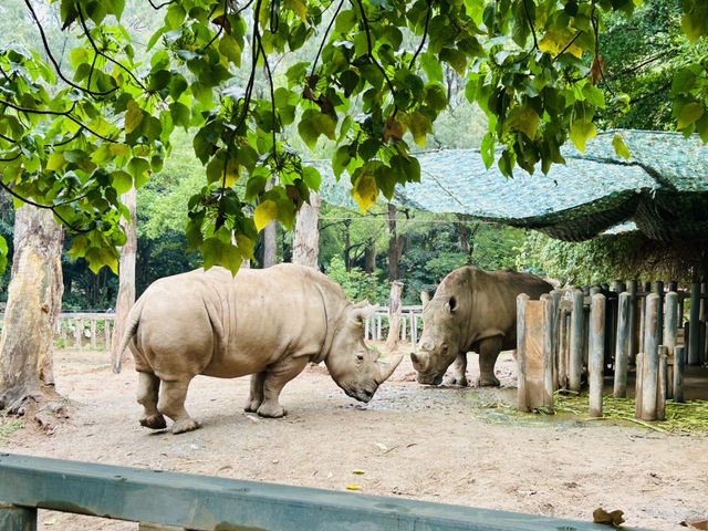 #廣州動物園#親子活動