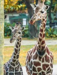 Guangzhou Zoo– A Green Oasis in the Heart of the City