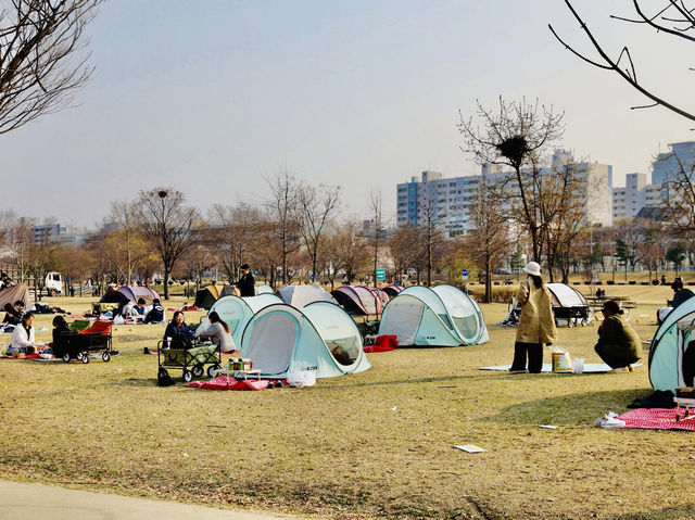 平日漢江公園驚見超浪漫野餐景象！情侶在草地上看韓劇，這才是韓國人最愛的放鬆方式在韓國的平日午後