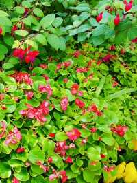 Exploring the Floral Wonders of Royal Park Rajapruek