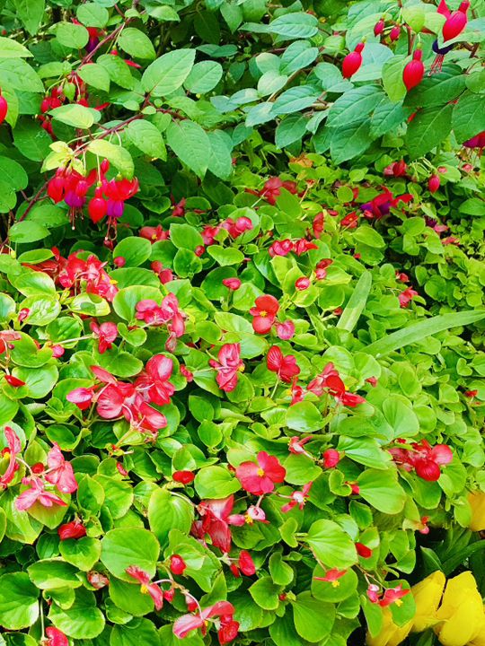 Exploring the Floral Wonders of Royal Park Rajapruek