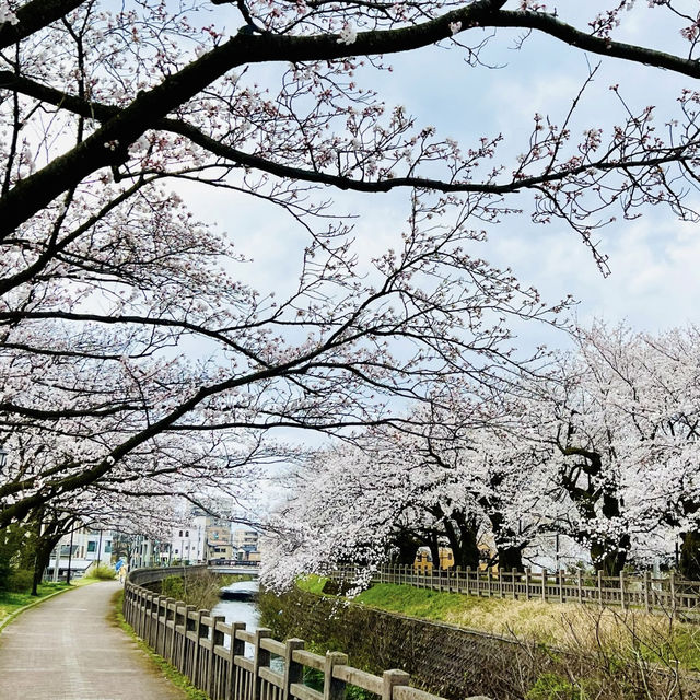 💖比謝川~櫻花河畔🌸