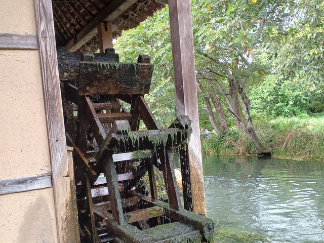 【長野】南アルプスの澄んだ水で育つわさびを見学・大王わさび農場
