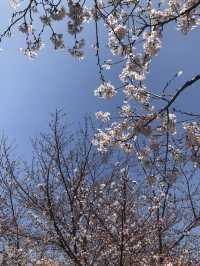 🇰🇷釜山賞櫻🌸 三樂生態公園🌸
