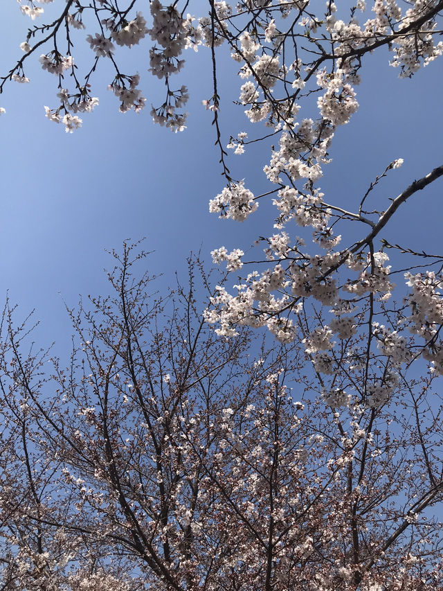🇰🇷釜山賞櫻🌸 三樂生態公園🌸