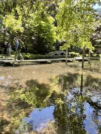 【金沢×尾山神社】楽器の庭と言われる緑溢れる庭園