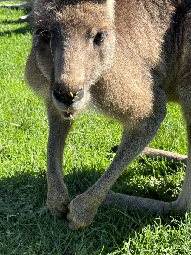 🇦🇺🦘Maru koala and animals park
