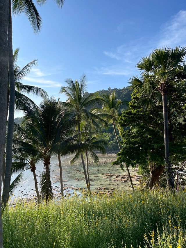 ทุ่งปอเทือง ริมทะเล หาดเมอลิน🌼