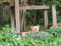 Khao Kheow Open Zoo 