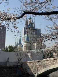 Cherry Blossoms Guide for Lotte World