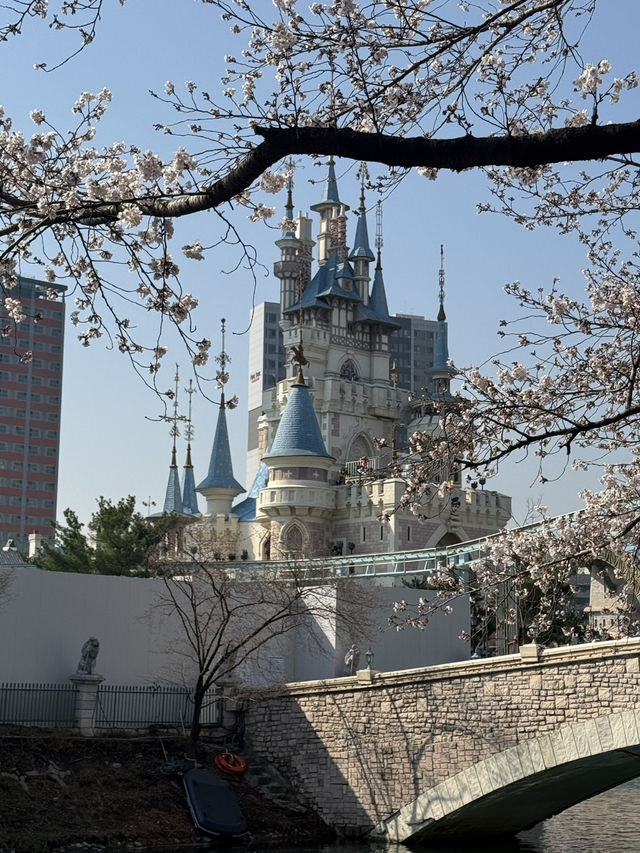 Cherry Blossoms Guide for Lotte World