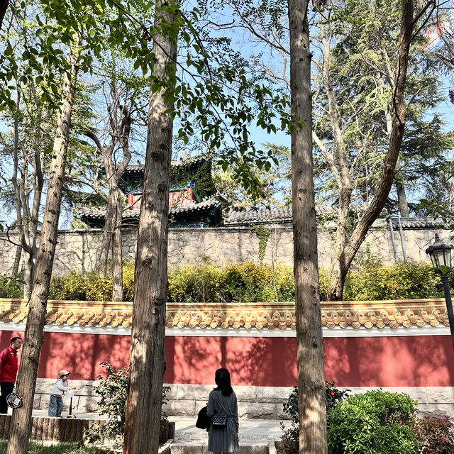 （青岛植物园）칭다오에도 봄이 왔어요🌸🌹🌷