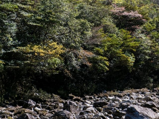 【鹿児島】縄文杉を観に行ってきました！