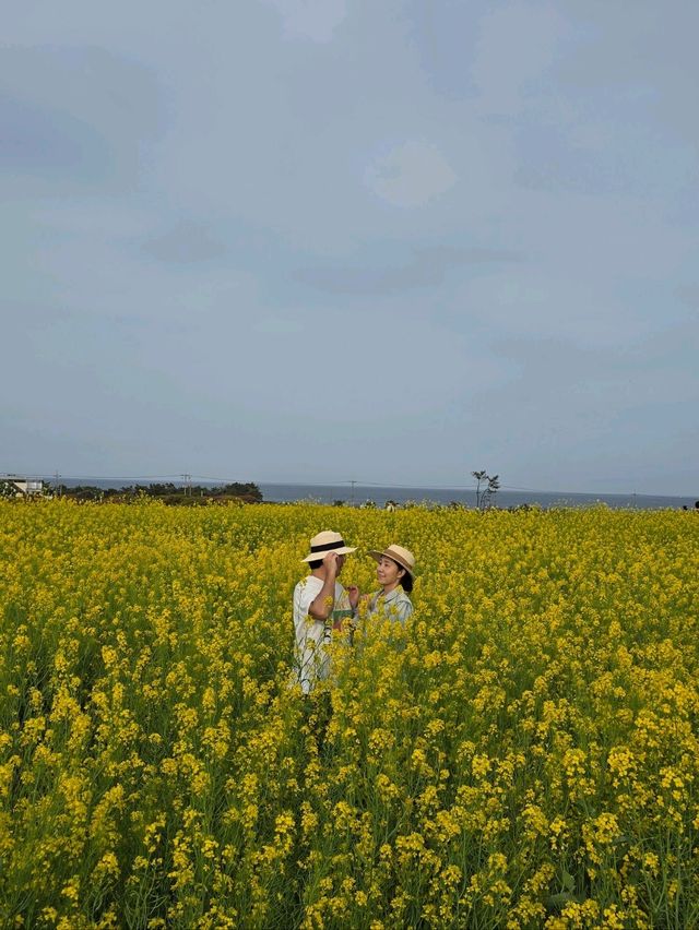 컨디션최상으로 예쁘게 만개한 포항 유채꽃밭💛