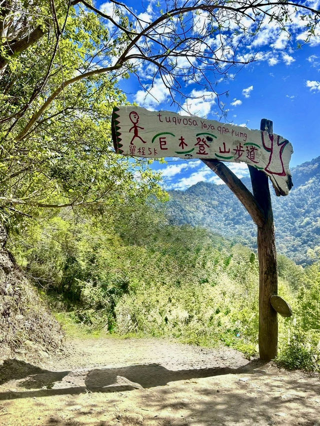 司馬庫斯神木群步道擁抱巨木去