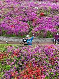 Celebrates the Breathtaking Bloom of Royal Azaleas Flowers