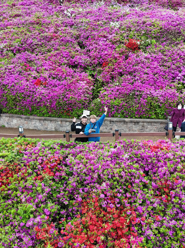 Celebrates the Breathtaking Bloom of Royal Azaleas Flowers