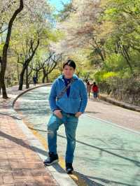 Scenic Spots in Suwon for Sakura Viewing!