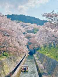Kansai | Hidden Cherry Blossom Spots You Shouldn't Miss 🌸
