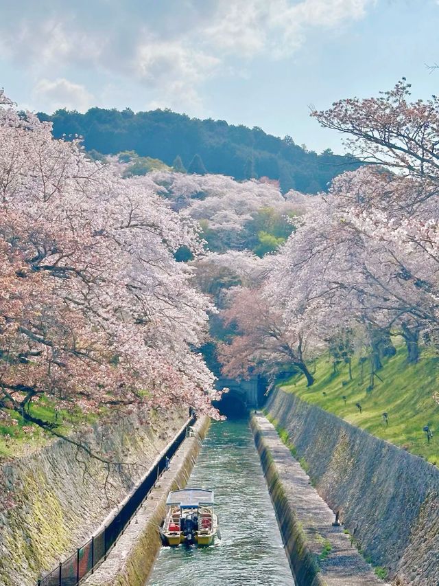 Kansai | Hidden Cherry Blossom Spots You Shouldn't Miss 🌸