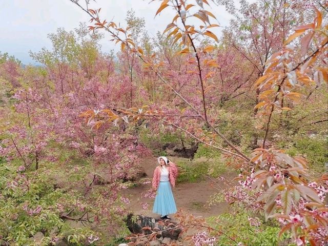 สวนลุงเปา ขุนวาง เชียงใหม่