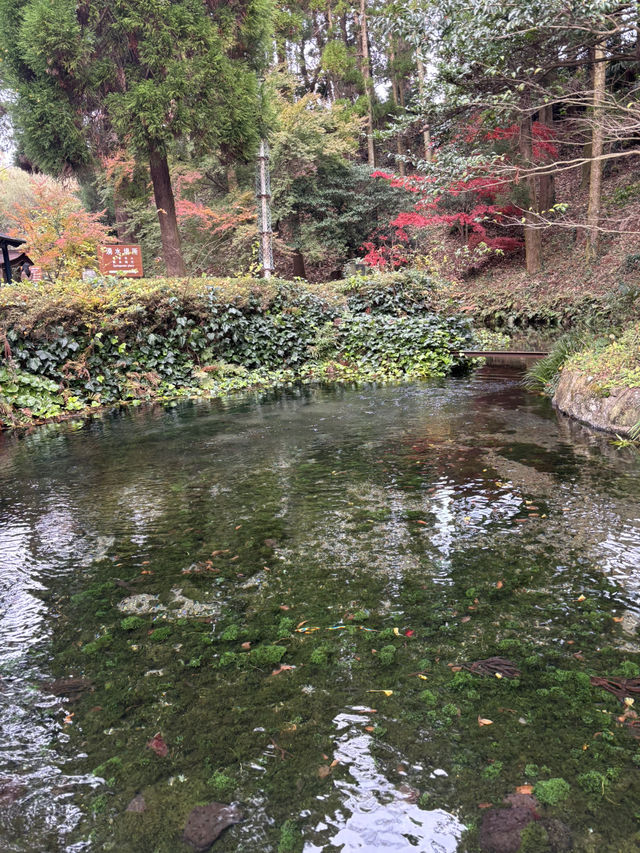 熊本旅１泊２日♡くまモンにいっぱい