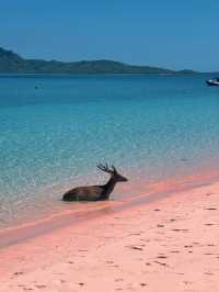 The Pink Beach & the Curious Deer