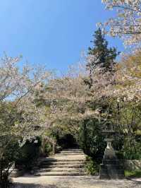 🌸 Fukuoka Itoshima: Sakura and the Sea