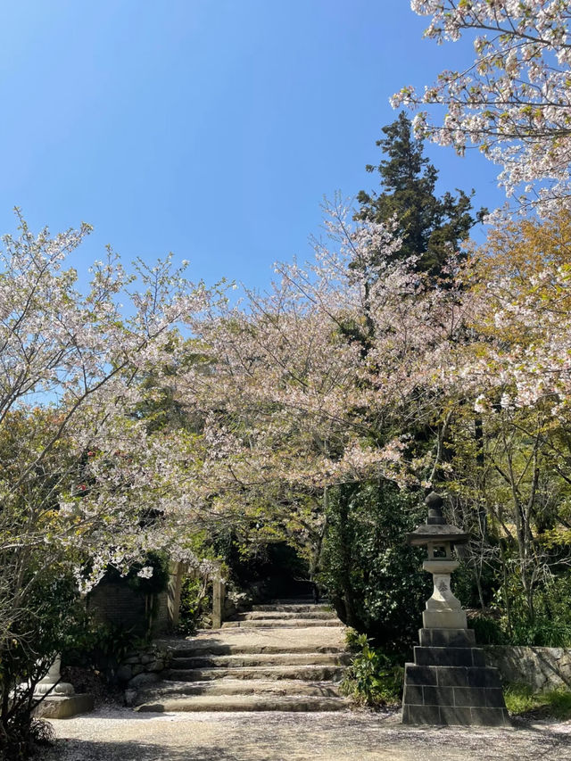 🌸 Fukuoka Itoshima: Sakura and the Sea