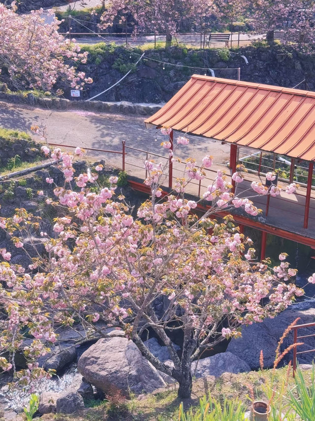 🌸 Kyushu's Must-See Cherry Blossom Paradise: The Sea of Yaezakura at Isshinji Temple 🌸