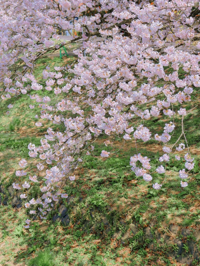 Miyagi's One-Mile Cherry Blossoms (Ippon Senbon Zakura) - A Must-See Sakura Experience! 🌸