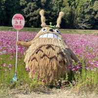 🇯🇵【愛媛県】宇和島市美間町のコスモスまつり！(^^)