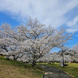 A beloved resting spot for locals becomes a spot for cherry blossoms in full bloom in spring