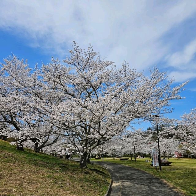 地元民愛する憩いの場が春には桜満開スポットに