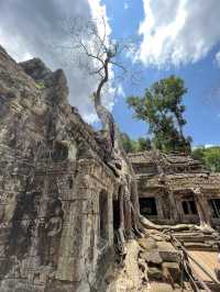 🇰🇭 Ta Prohm: The Angelina Jolie Temple