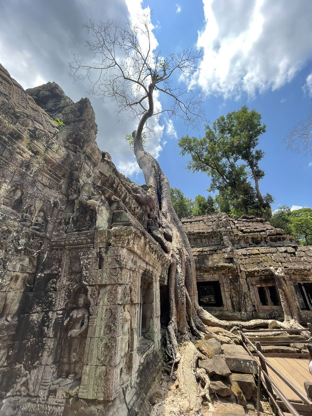 🇰🇭 Ta Prohm: The Angelina Jolie Temple