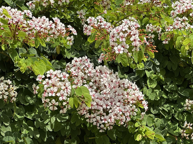 香港好去處 | 復活節賞花(下) | 櫻花 | 魚木 | 首冠藤