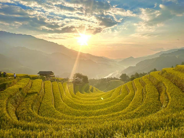 MÙ CANG CHẢI | MÙA VÀNG TRÊN NÓC NHÀ MÂY