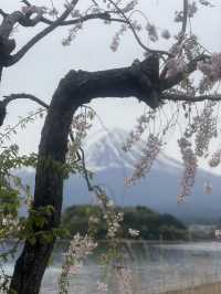 Mount Fuji Magic: Sakura, Serenity, and Stunning Views