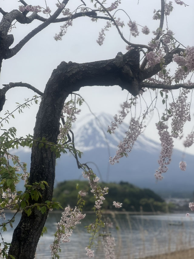 Mount Fuji Magic: Sakura, Serenity, and Stunning Views