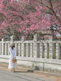 【兵庫】絶景の梅スポット🌸💕