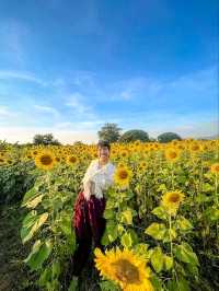 ทุ่งทานตะวัน🌻🌻🌻 อ.วังทอง ของดีที่มีปีละครั้ง